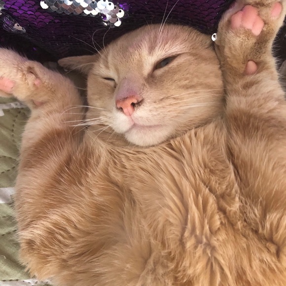 Meet your Posher, Anita - Picture 1 of 1